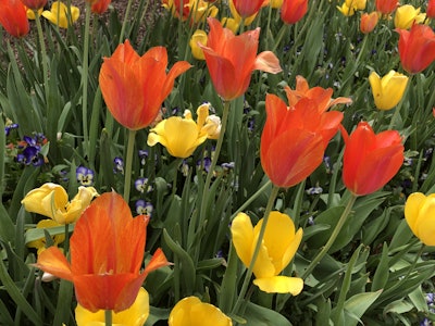 Photo: Jill Odom/Total Landscape Care