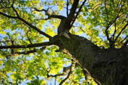 wood-nature-leaves-tree-pexels