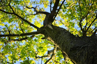 The importance of measuring tree depth when planting trees | Total ...