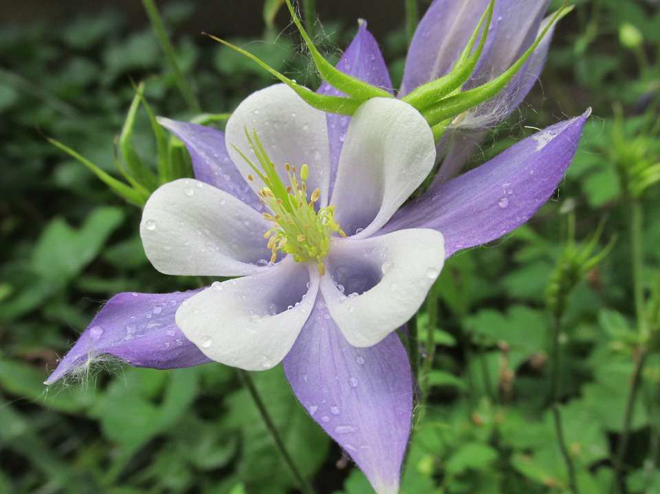 columbine-flower