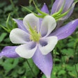 columbine-flower