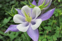 columbine-flower