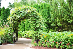arbor