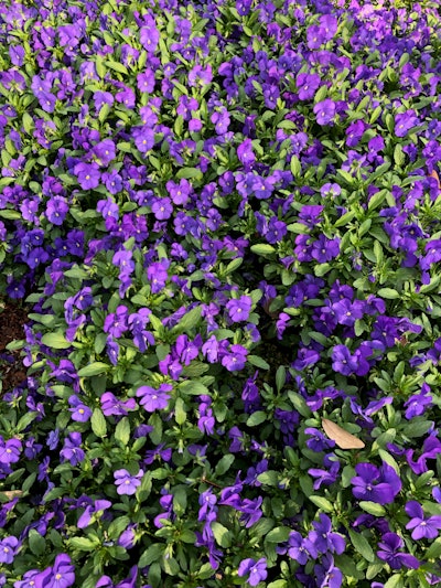 Viola cornuta can serve as a beautiful groundcover. Photo: Jill Odom/Total Landscape Care