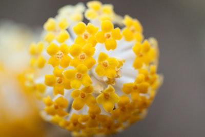 Oriental paperbush Photo: Yoko Nekonomania/Flickr
