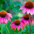 echinacea-coneflower-pixabay