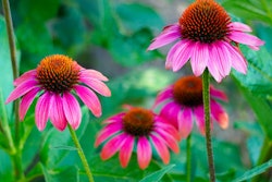 echinacea-coneflower-pixabay