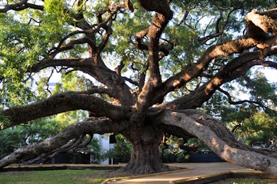 The Treaty Oak is a Southern live oak in Jacksonville, Florida. The tree is estimated to be 250 years old. Photo: Wikipedia