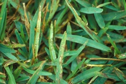 gray-leaf-spot-ncsu.edu