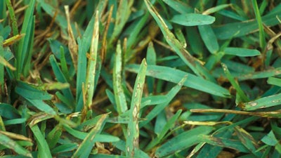 Gray Leaf Spot Ncsu edu