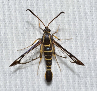 Dogwood borer moth Photo: Andy Reago & Chrissy McClarren/Flickr