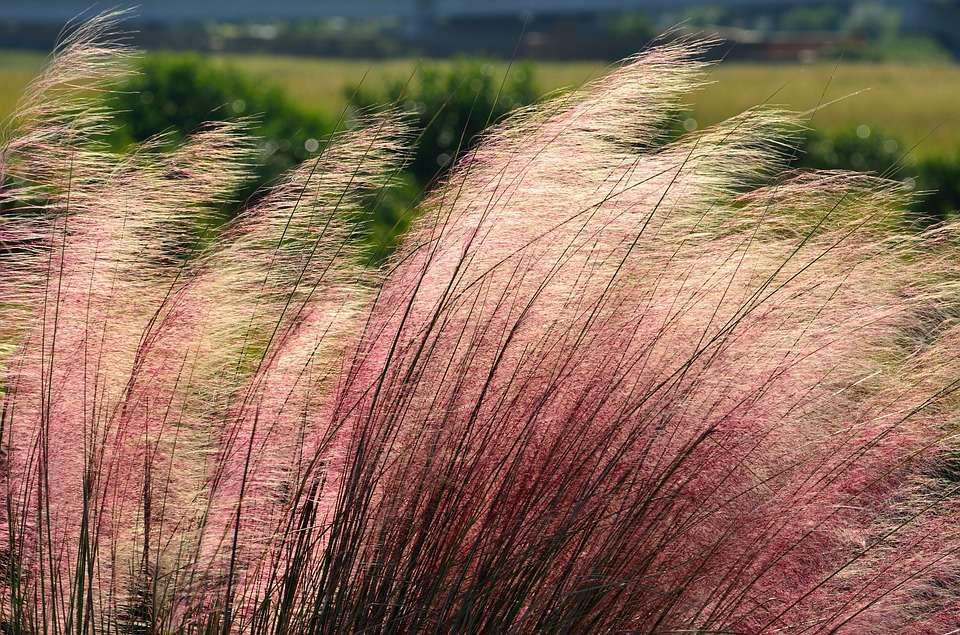 pink-muhly-grass-ornamental