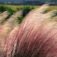 pink-muhly-grass-ornamental