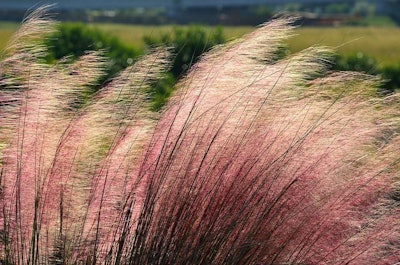 Pink Muhly Grass Ornamental