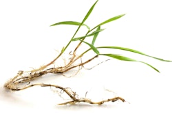 Crabgrass