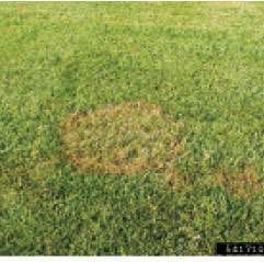 Be on the lookout for the beginning stages of brown patch, which appears just like its namesake.