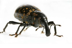 bill-bugsUntitled-1