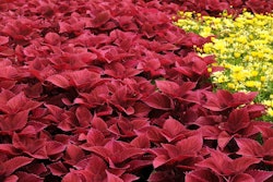 Redhead coleus (Solenostemon hybrida) is a recent introduction that lasts all season.