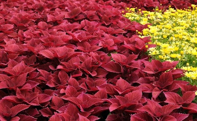 Redhead coleus (Solenostemon hybrida) is a recent introduction that lasts all season.