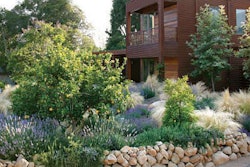 Mexican Feather Grass is a key component of this low-maintenance yard in Santa Barbara, California, which also features smaller grasses like Mueller’s Fescue and Autumn Moor Grass.