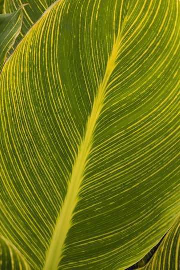 Canna tropicanna Gold monrovia