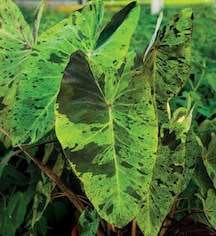 Colocasia