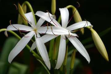 Crinum aquascape Inc