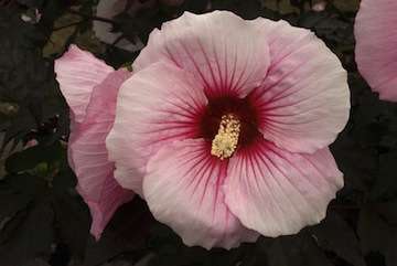 Hibiscus summer Storm