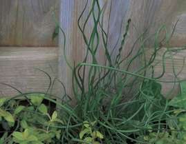 Juncus spiralis proven Winners