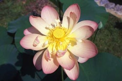Lotus Nelumbo Sp 1