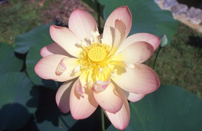 Lotus mrus perry D Slocum aquascape Inc