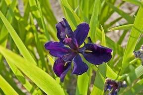 Louisiana Irs black Gamecock