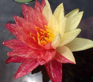 Nymphaea waanvisa aquascape