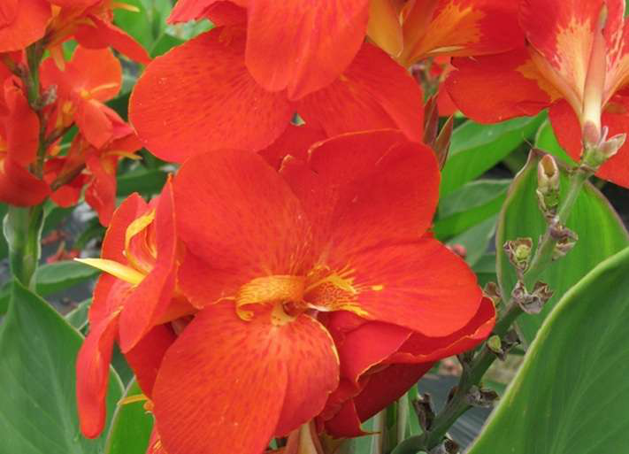 Canna South Pacific
