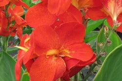 Canna South Pacific