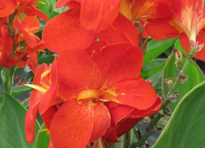 Canna South Pacific