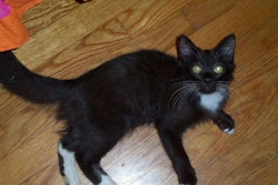 How could a cat so cute be bad luck?