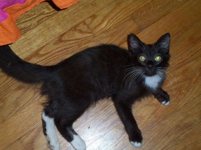 How could a cat so cute be bad luck?