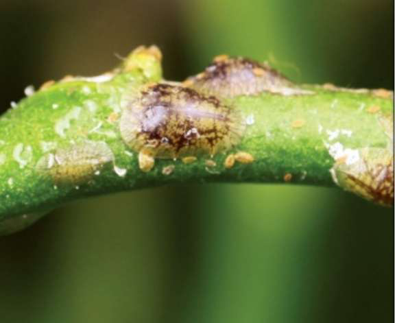 scale insects