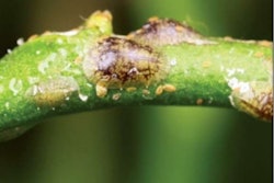 scale insects