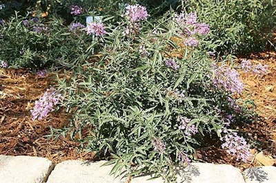 Ball Buddleia Flutterby Flow Ball Ornamentals