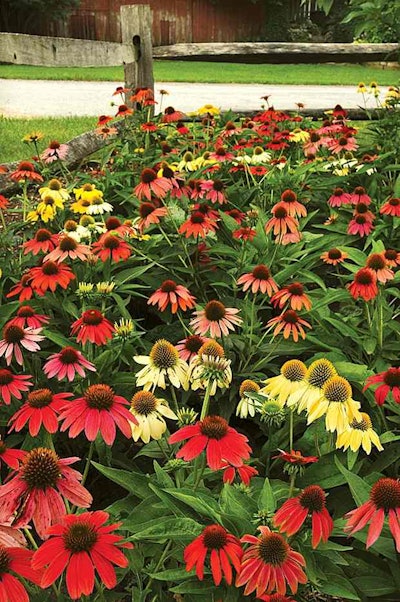 Ball Echinacea Cheyenne Spirit2 Kieft Seed