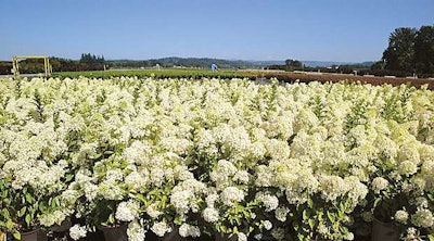 Ball Hydrangea Bombshell Ball Ornamentals