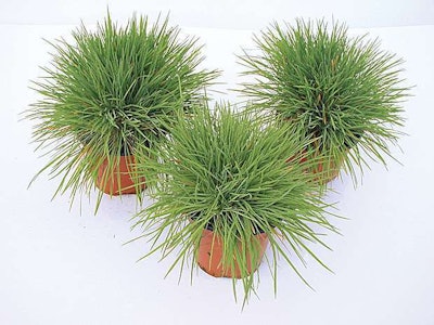 Ball Koeleria Coolio Kieft Seed