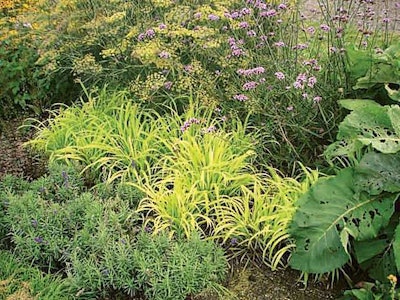 Ball Milium Flashlights Pan American Seed