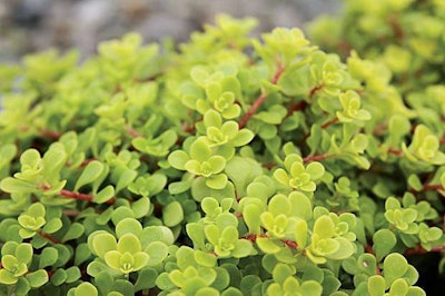 Golden Japanese Stonecrop Sedum Makinoi Ogon