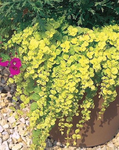 John Henry Lysimachia Nummularia John Henry