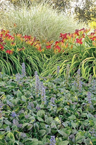 Monrovia Catlins Giant Carpet Bugle Ajuga Reptans Catlins Giant