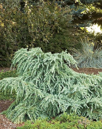 Monrovia Feelin Blue Deodar Cedar Cedrus Deodar Feelin Blue