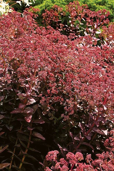 Monrovia Purple Emperor